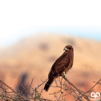 گونه کورکور سیاه Black Kite